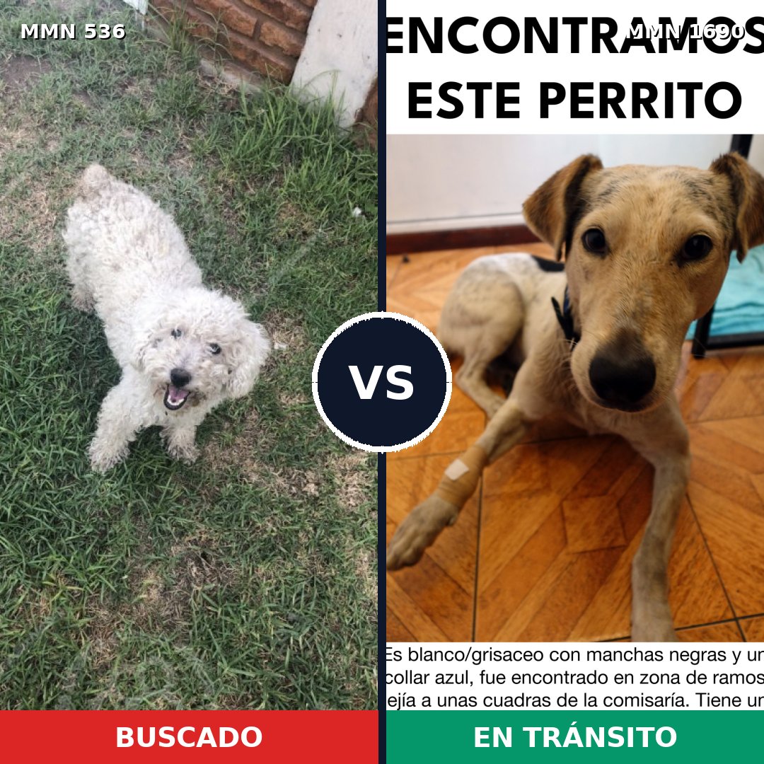 Comparativa MMS 36757: mascota perdida y mascota encontrada, 32% de similitud