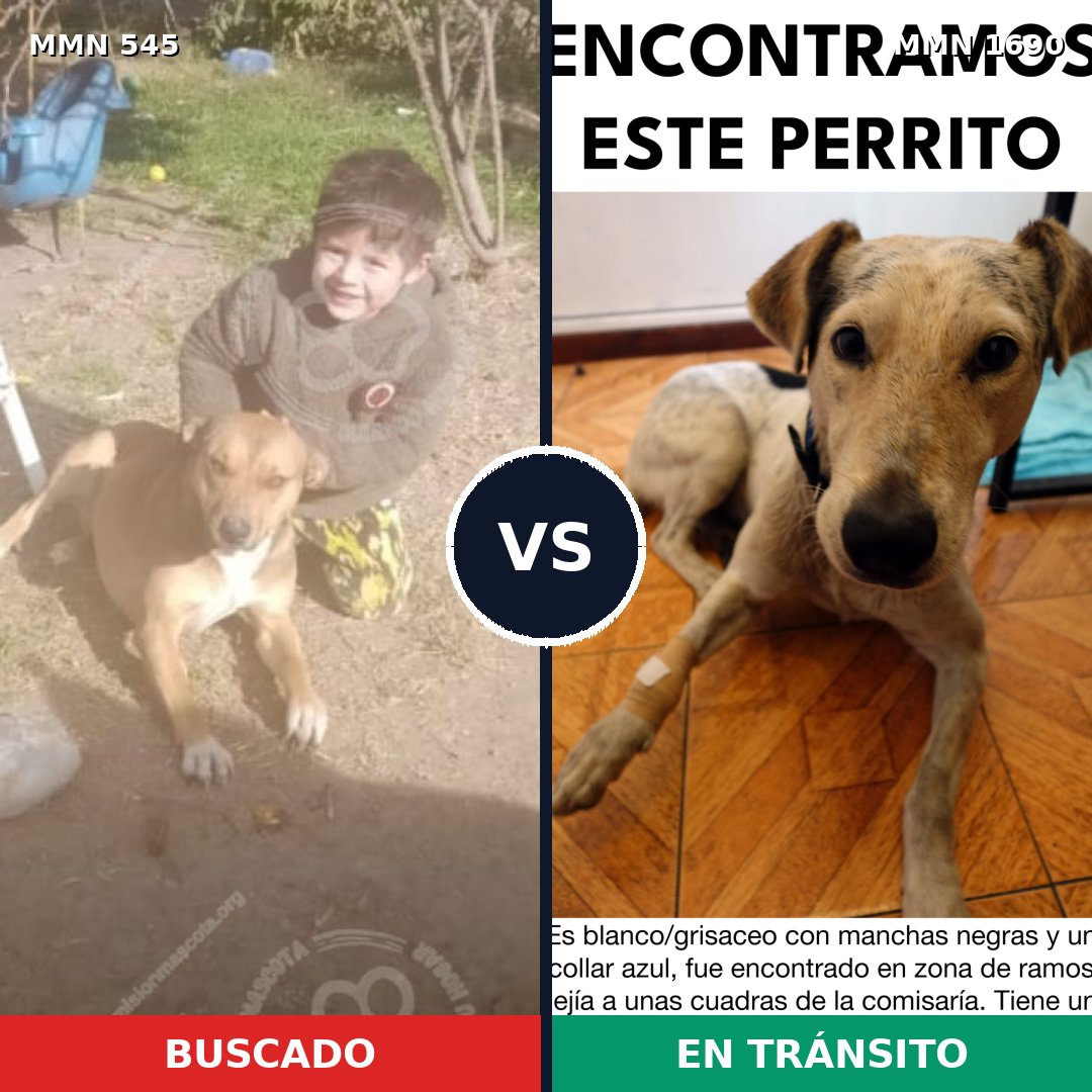 Comparativa MMS 36758: mascota perdida y mascota encontrada, 41% de similitud