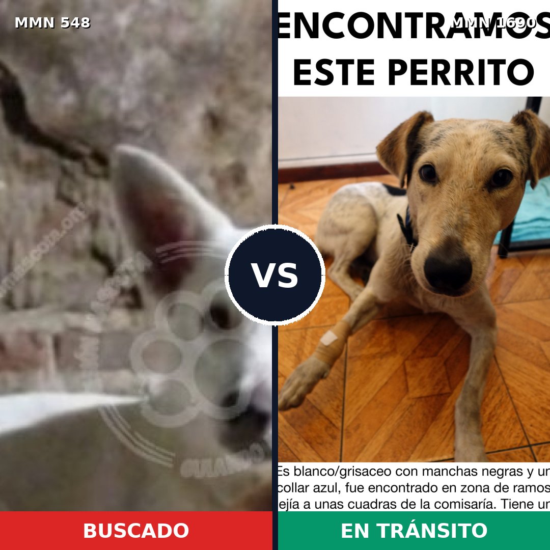 Comparativa MMS 36759: mascota perdida y mascota encontrada, 55% de similitud