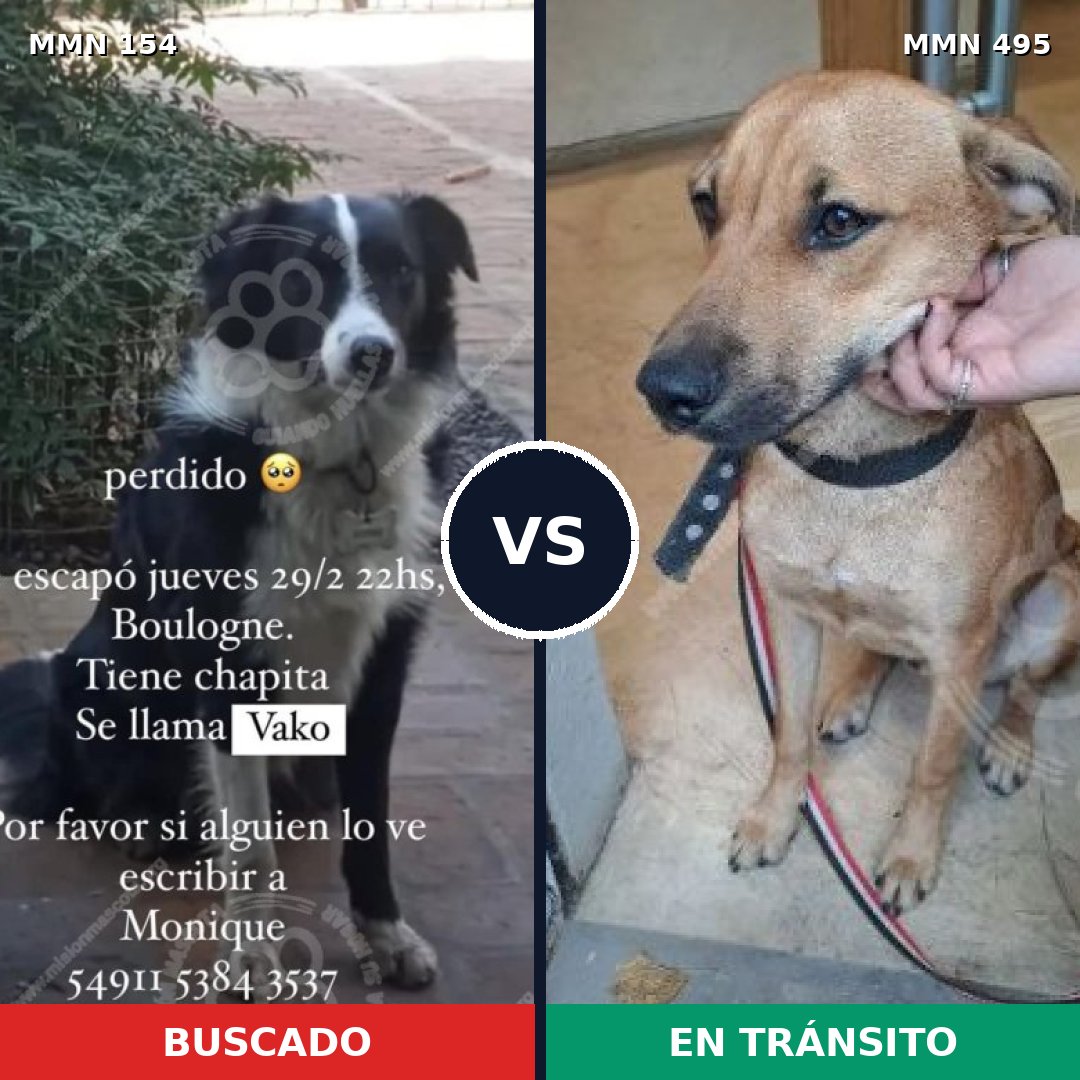 Comparativa MMS 3676: mascota perdida y mascota encontrada, 48% de similitud