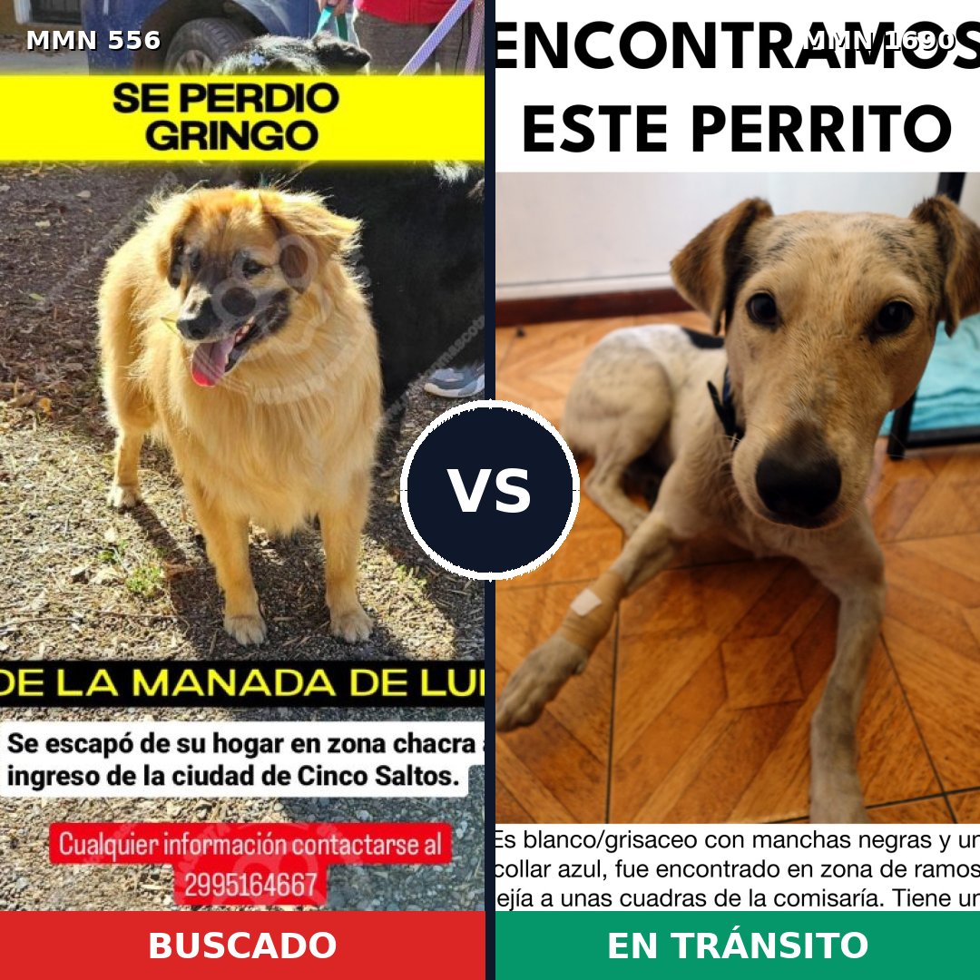 Comparativa MMS 36760: mascota perdida y mascota encontrada, 50% de similitud