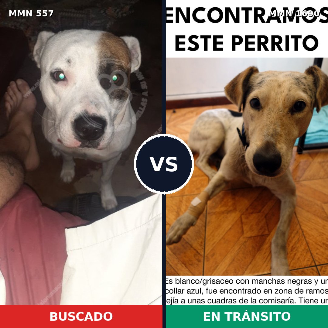 Comparativa MMS 36761: mascota perdida y mascota encontrada, 47% de similitud