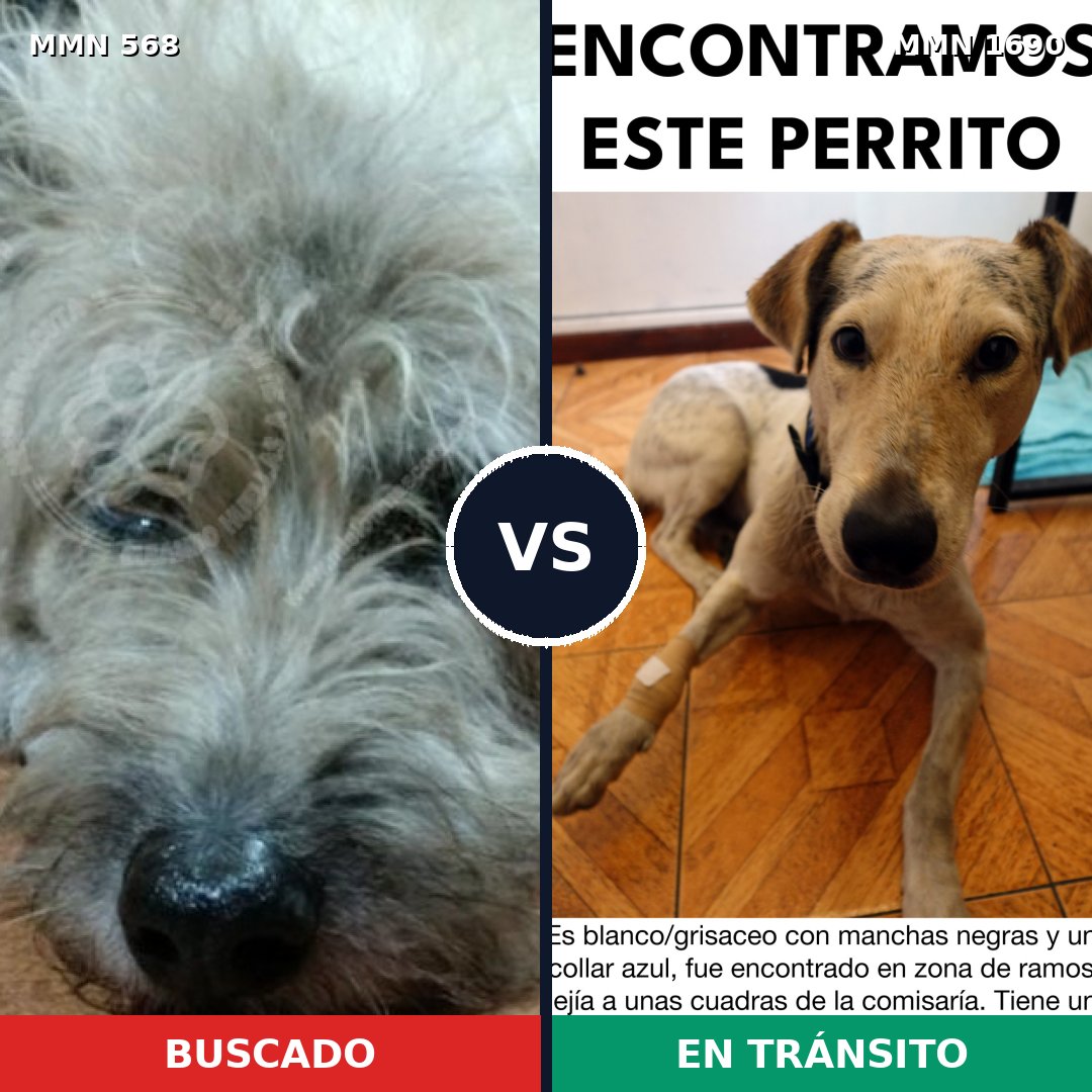 Comparativa MMS 36762: mascota perdida y mascota encontrada, 64% de similitud