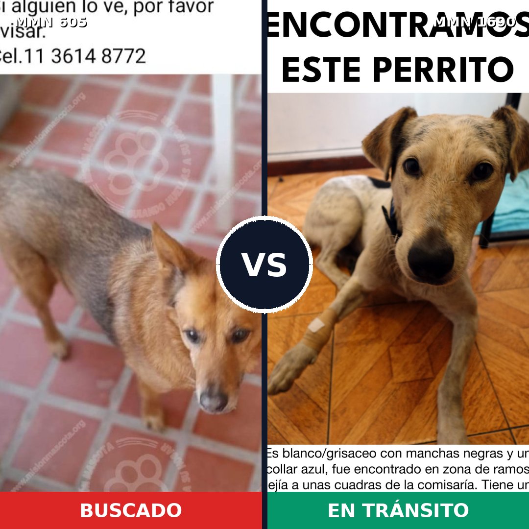 Comparativa MMS 36764: mascota perdida y mascota encontrada, 57% de similitud