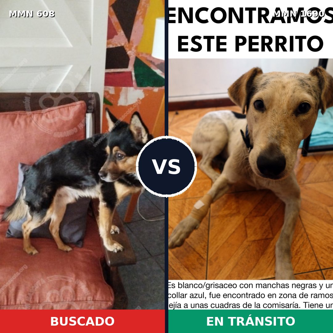 Comparativa MMS 36766: mascota perdida y mascota encontrada, 63% de similitud