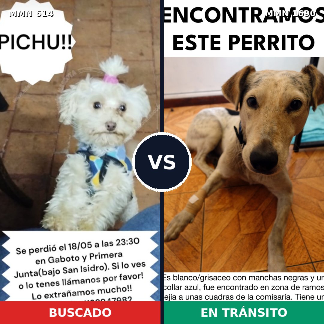 Comparativa MMS 36767: mascota perdida y mascota encontrada, 34% de similitud