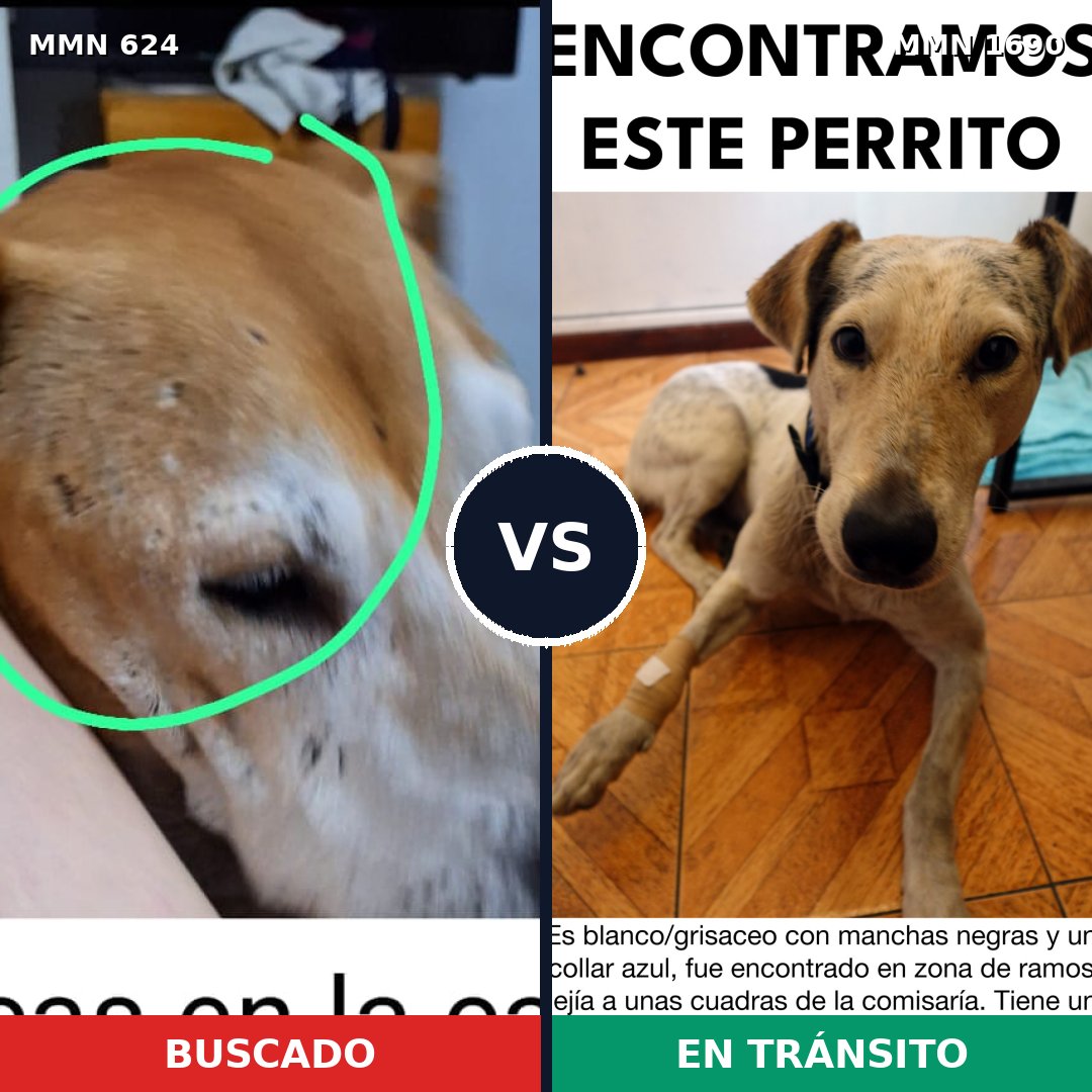 Comparativa MMS 36768: mascota perdida y mascota encontrada, 46% de similitud