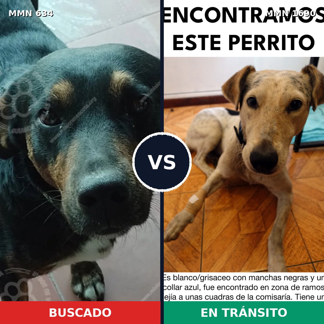 Comparativa MMS 36769: mascota perdida y mascota encontrada, 61% de similitud