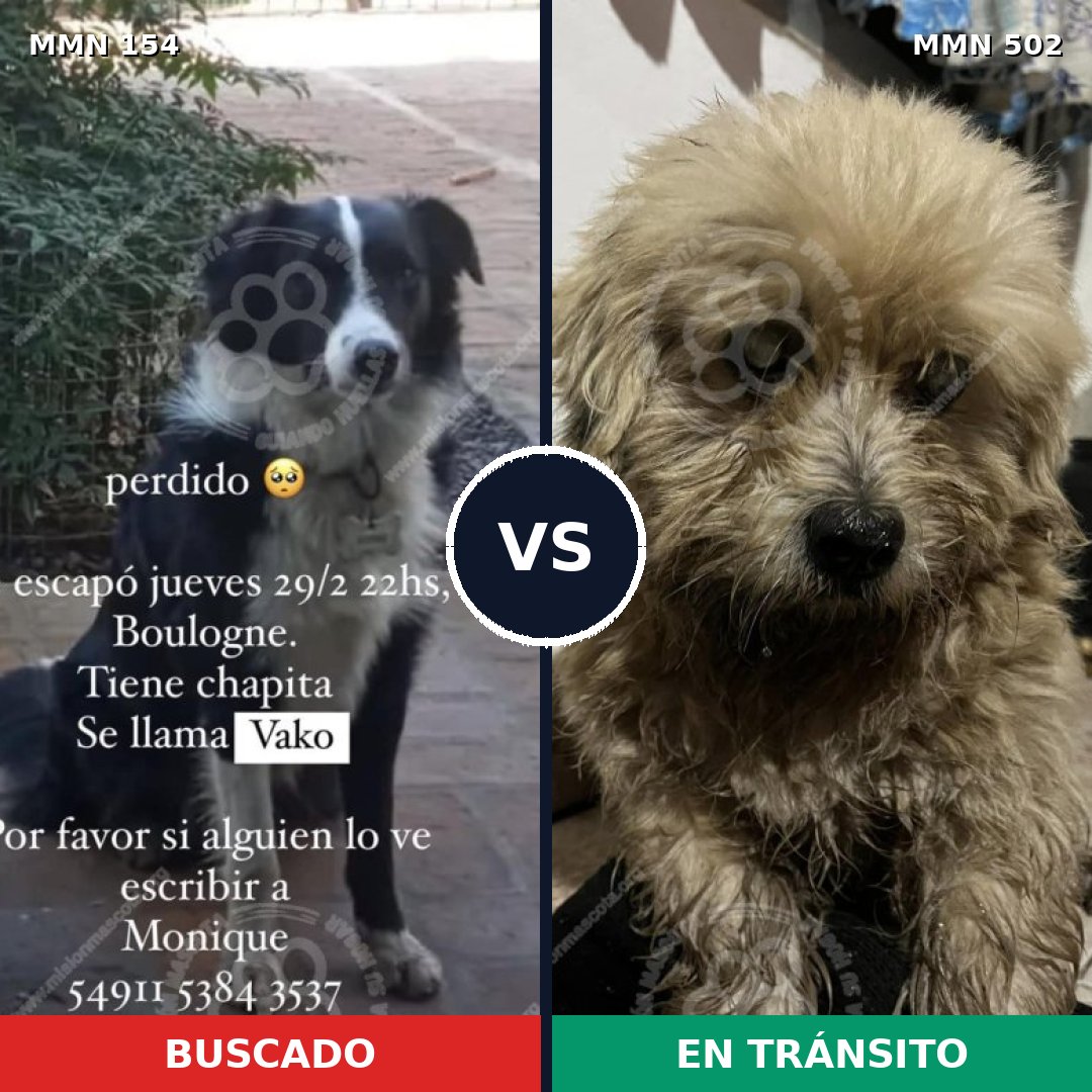 Comparativa MMS 3677: mascota perdida y mascota encontrada, 11% de similitud