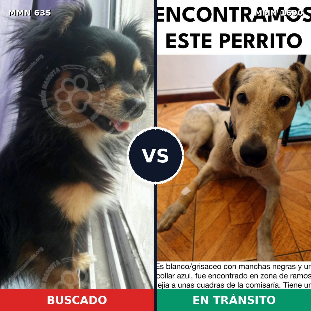 Comparativa MMS 36770: mascota perdida y mascota encontrada, 26% de similitud