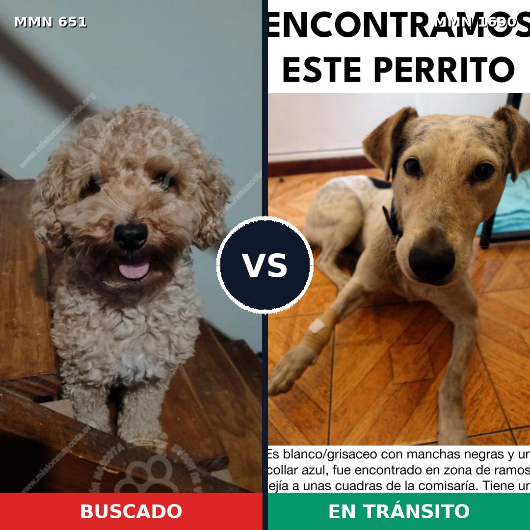 Comparativa MMS 36773: mascota perdida y mascota encontrada, 24% de similitud