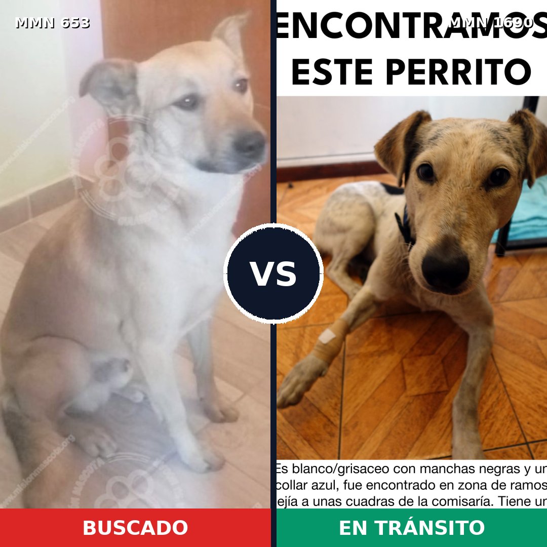Comparativa MMS 36774: mascota perdida y mascota encontrada, 64% de similitud