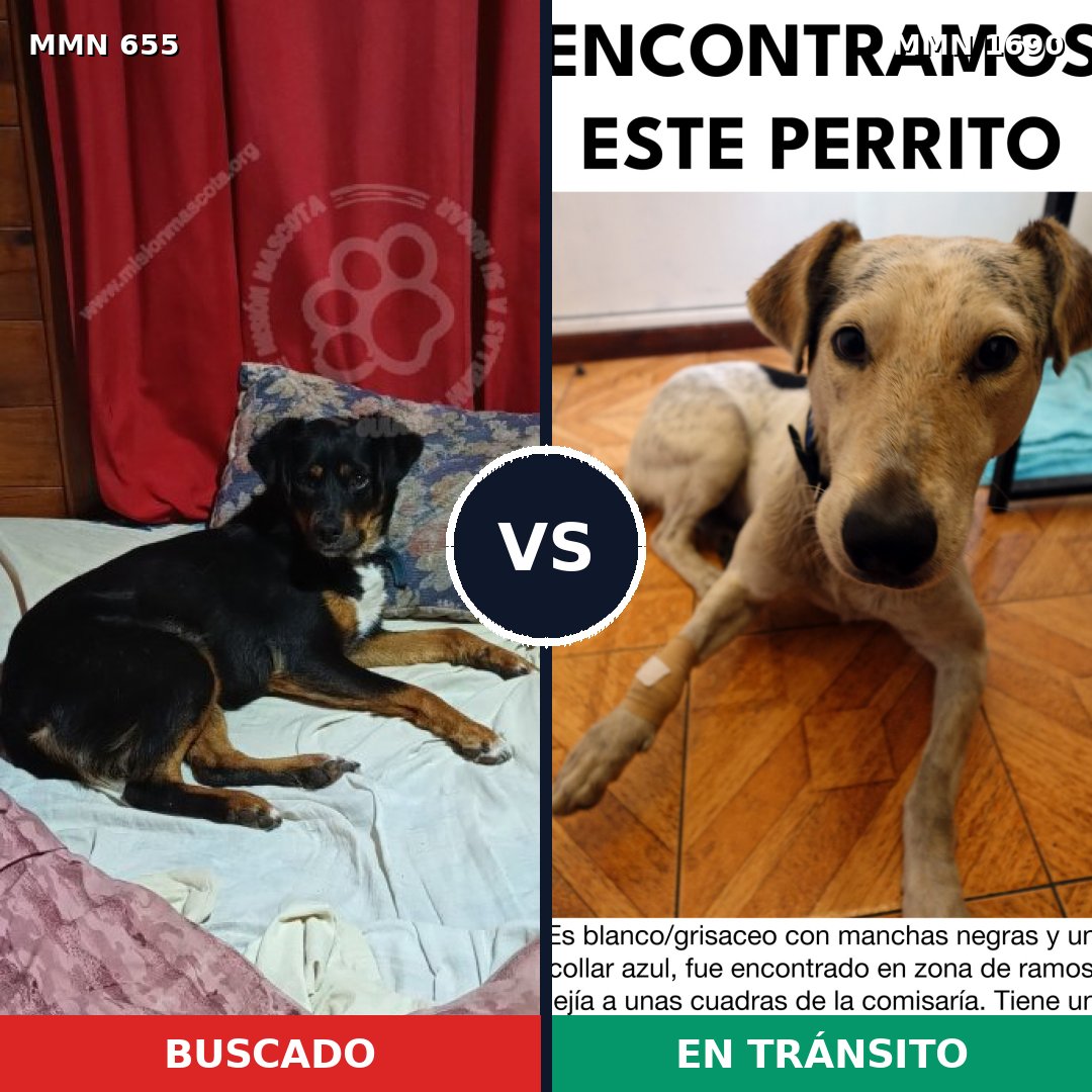 Comparativa MMS 36775: mascota perdida y mascota encontrada, 44% de similitud