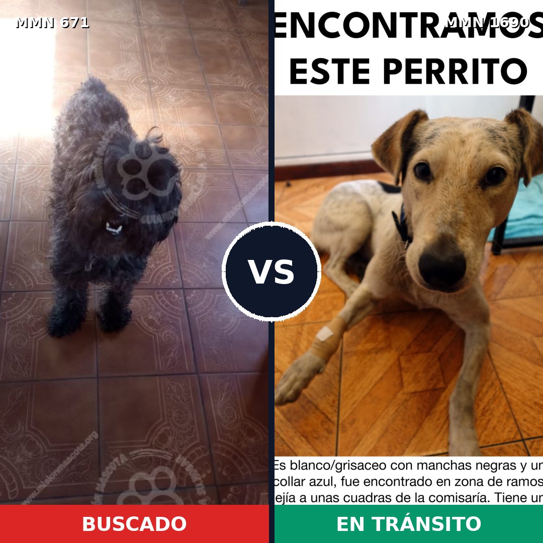 Comparativa MMS 36776: mascota perdida y mascota encontrada, 23% de similitud