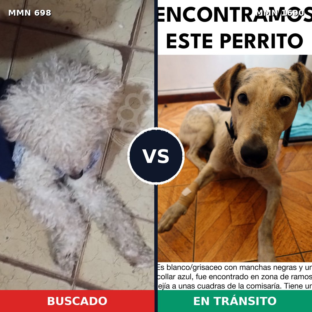 Comparativa MMS 36778: mascota perdida y mascota encontrada, 35% de similitud