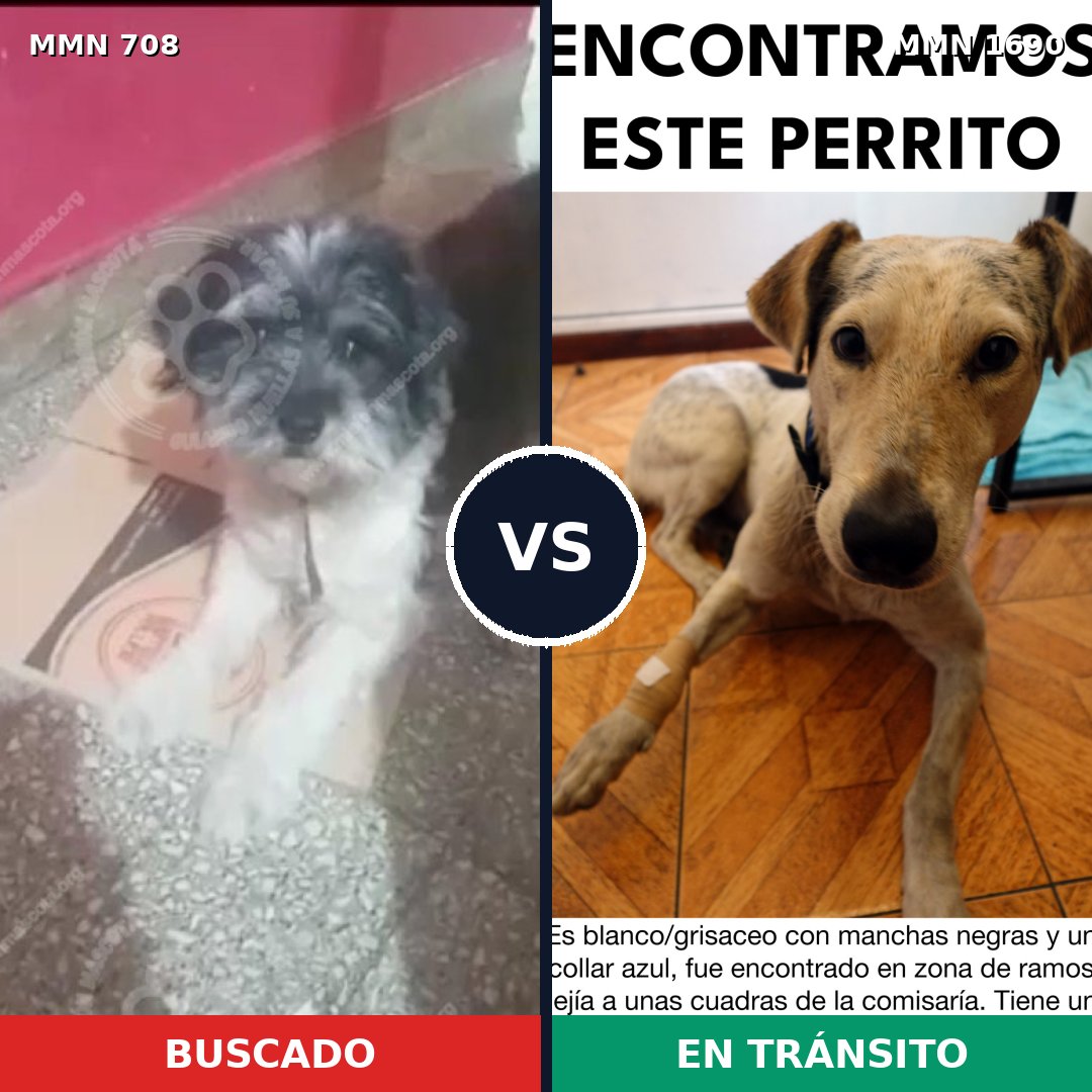 Comparativa MMS 36779: mascota perdida y mascota encontrada, 34% de similitud