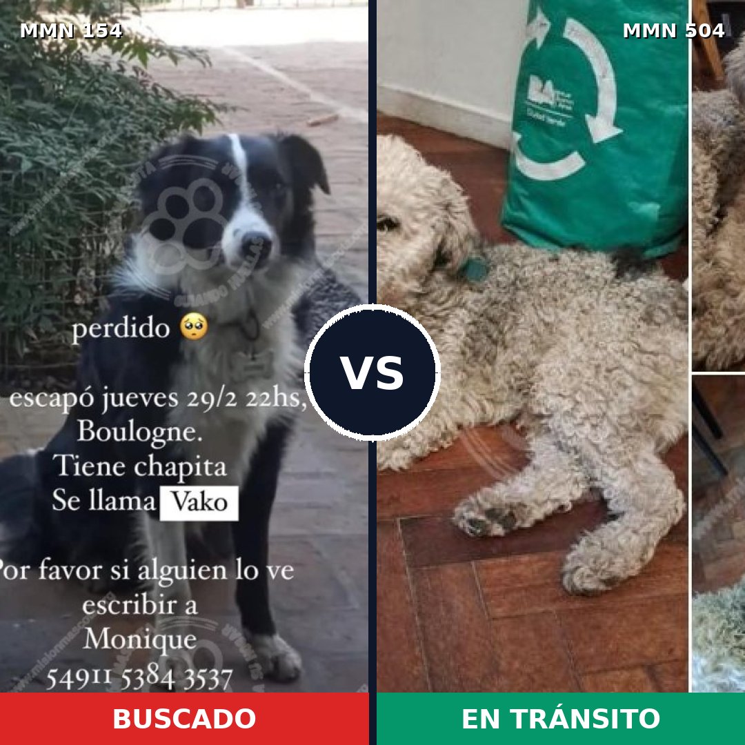 Comparativa MMS 3678: mascota perdida y mascota encontrada, 62% de similitud