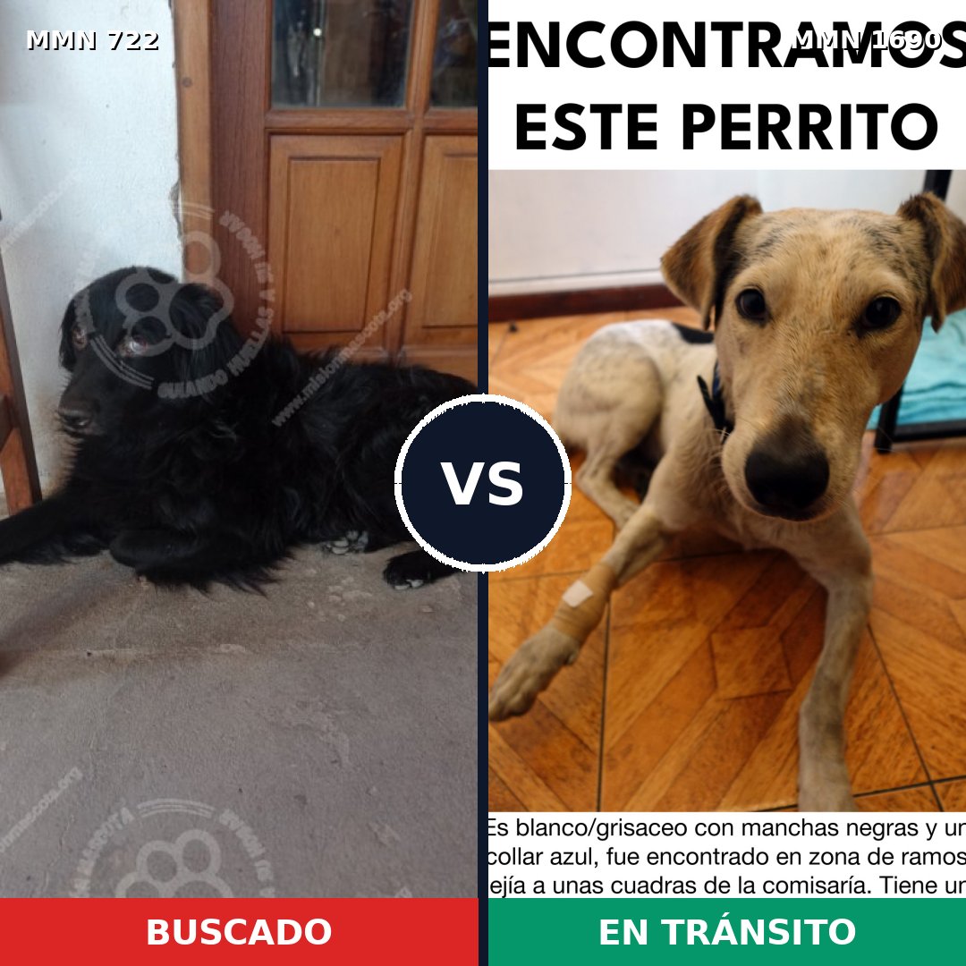 Comparativa MMS 36781: mascota perdida y mascota encontrada, 35% de similitud
