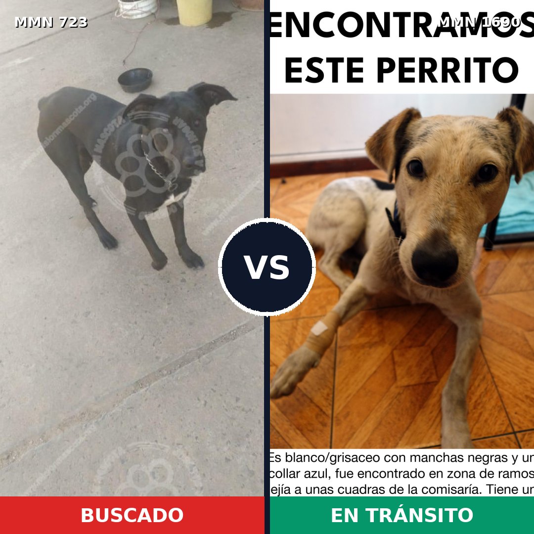 Comparativa MMS 36782: mascota perdida y mascota encontrada, 70% de similitud