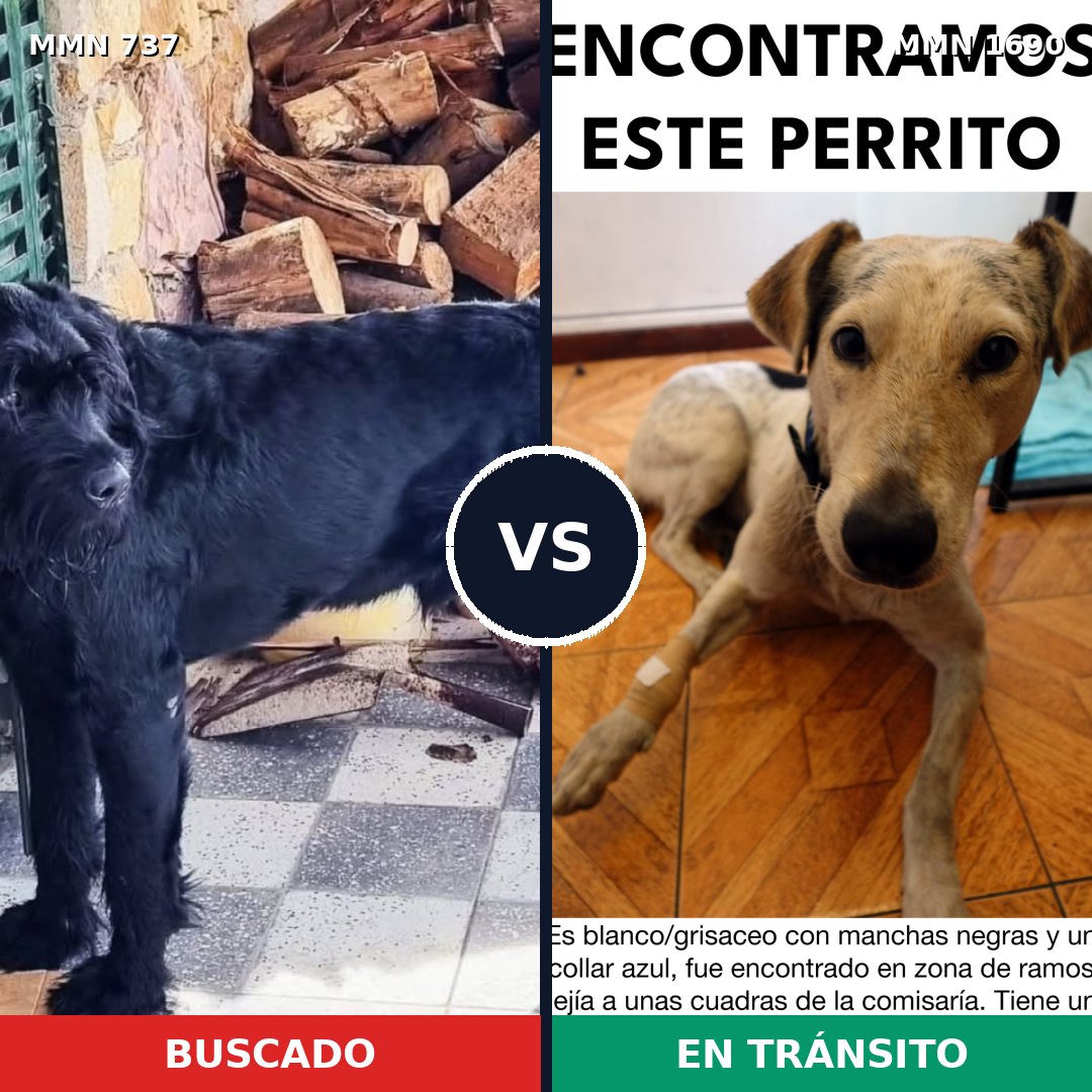 Comparativa MMS 36783: mascota perdida y mascota encontrada, 34% de similitud