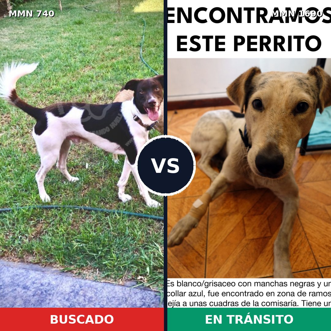 Comparativa MMS 36784: mascota perdida y mascota encontrada, 67% de similitud