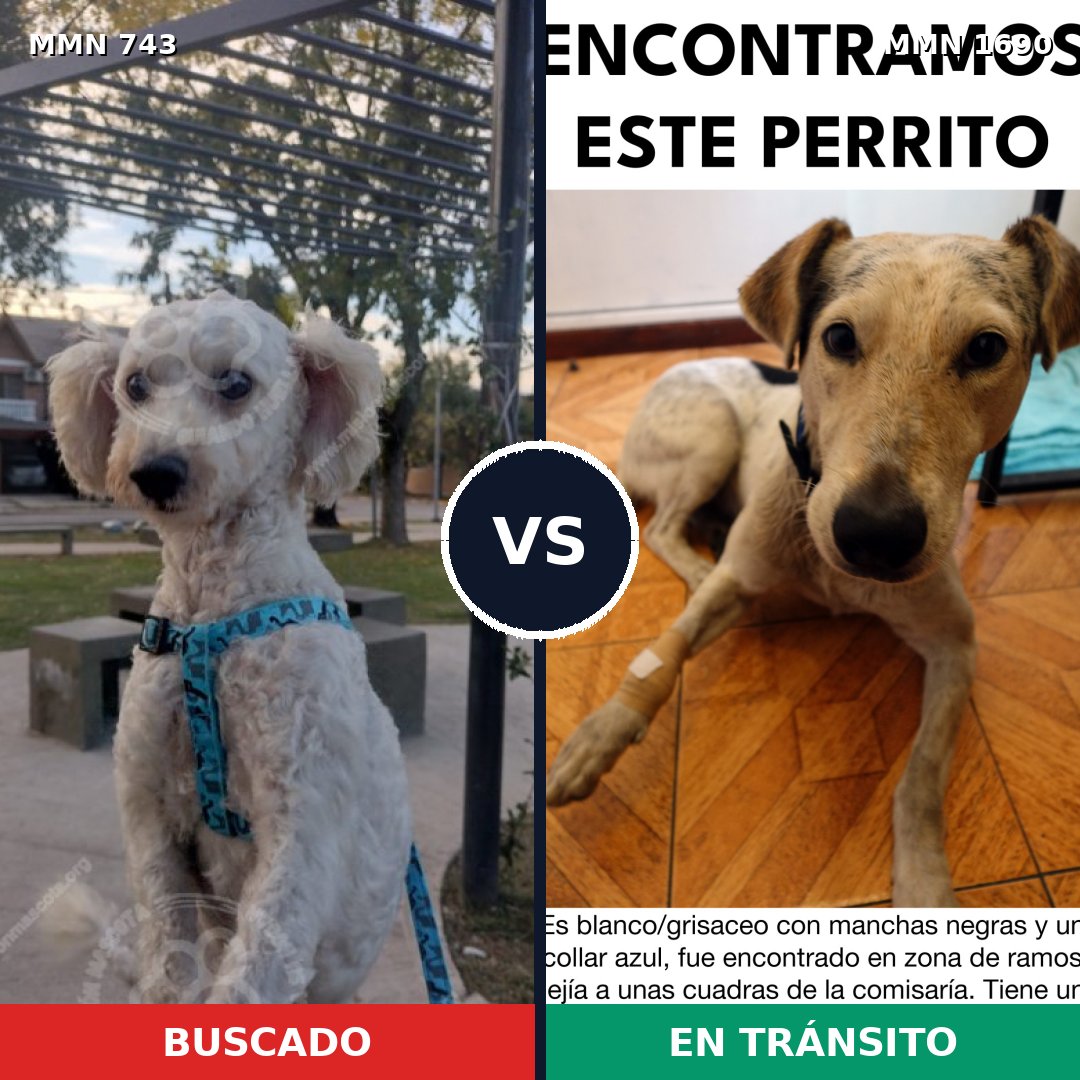 Comparativa MMS 36785: mascota perdida y mascota encontrada, 45% de similitud