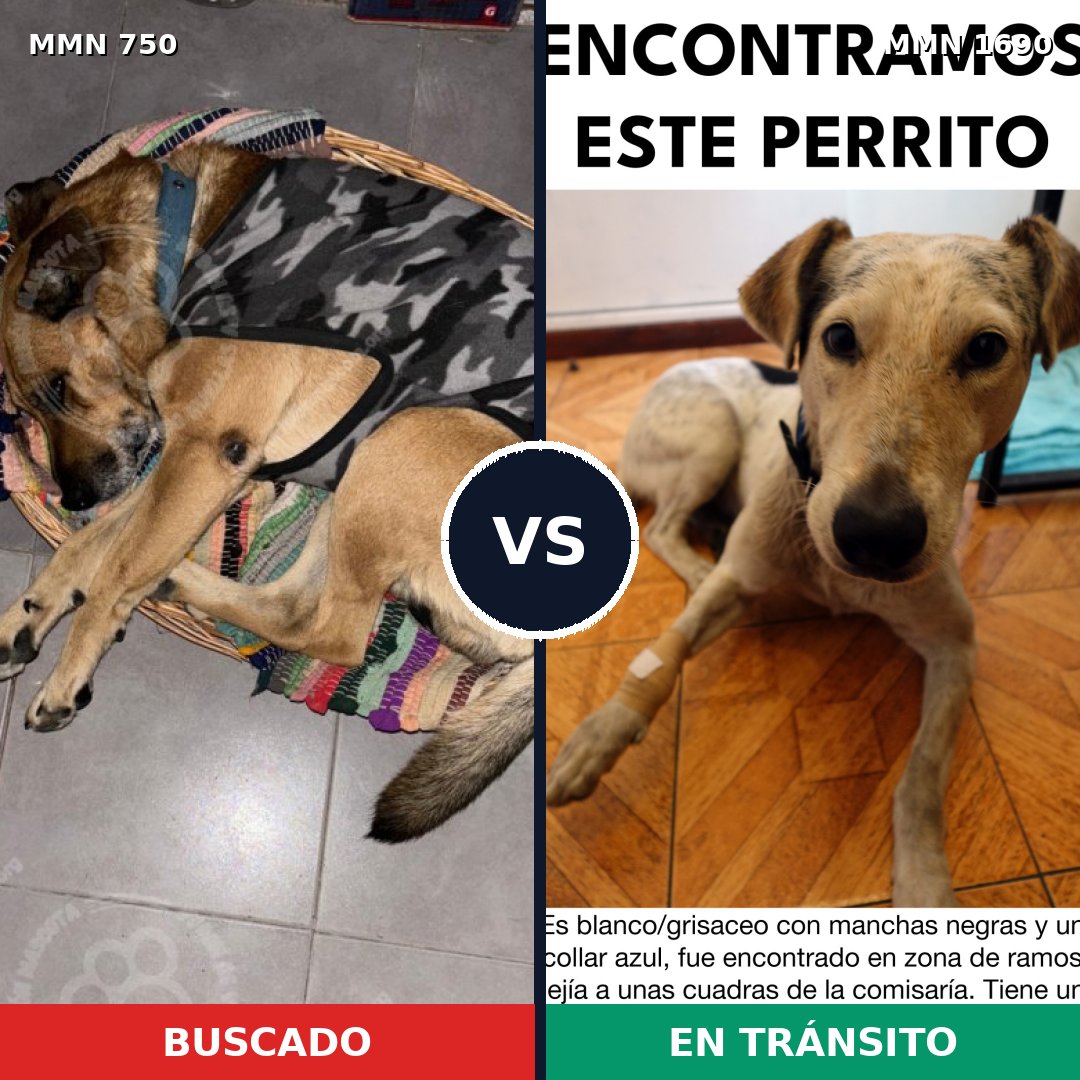 Comparativa MMS 36786: mascota perdida y mascota encontrada, 54% de similitud