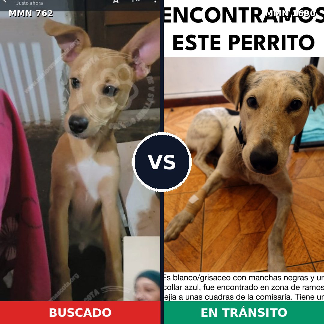Comparativa MMS 36787: mascota perdida y mascota encontrada, 63% de similitud