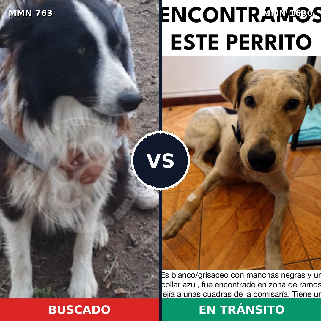 Comparativa MMS 36788: mascota perdida y mascota encontrada, 33% de similitud