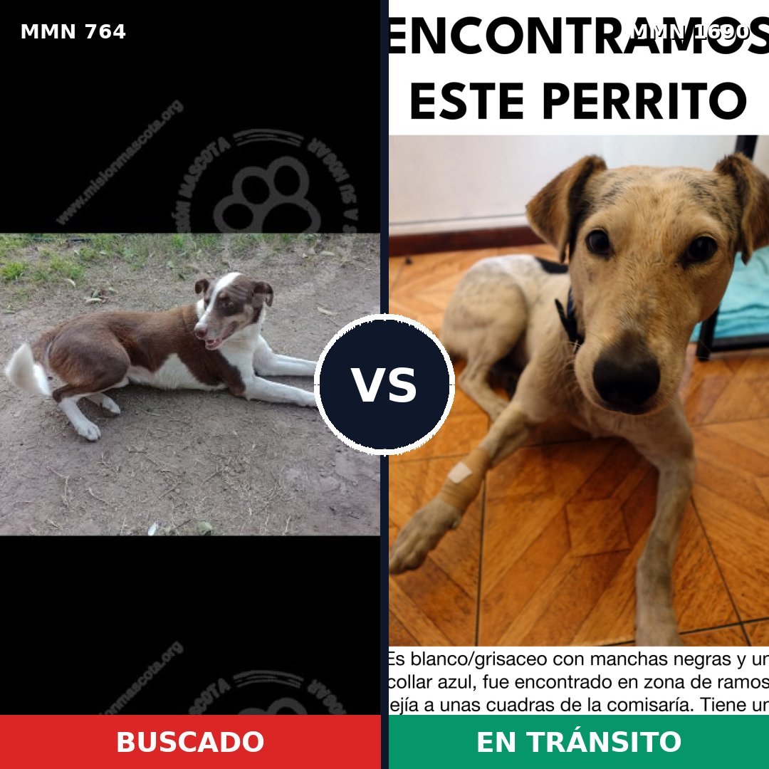 Comparativa MMS 36789: mascota perdida y mascota encontrada, 50% de similitud