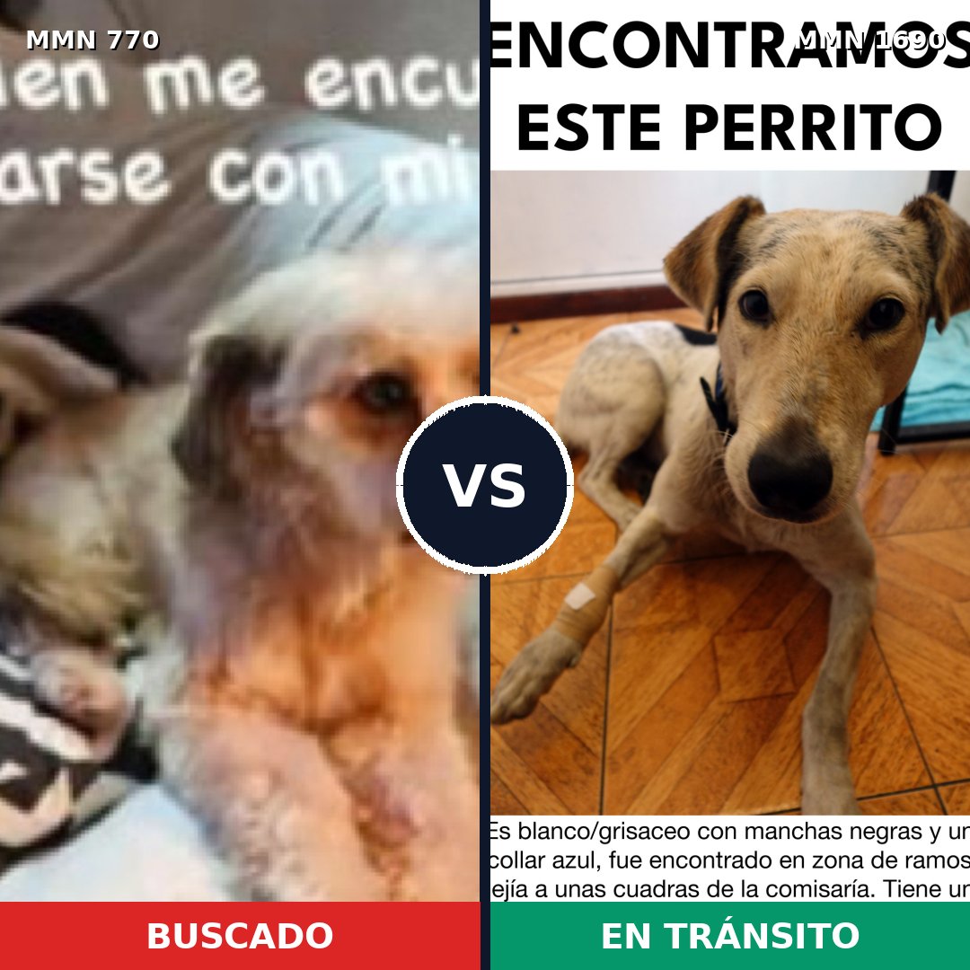 Comparativa MMS 36790: mascota perdida y mascota encontrada, 58% de similitud