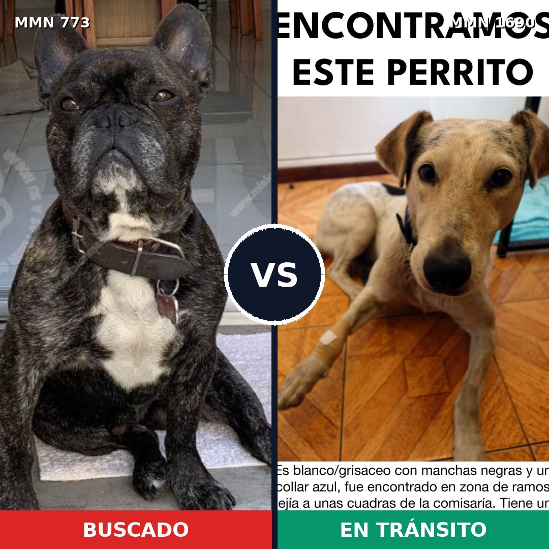 Comparativa MMS 36792: mascota perdida y mascota encontrada, 37% de similitud