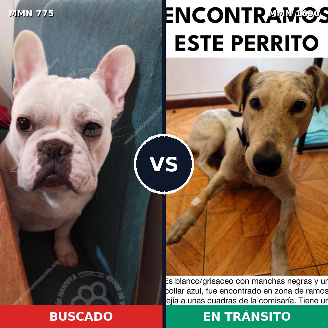 Comparativa MMS 36793: mascota perdida y mascota encontrada, 43% de similitud