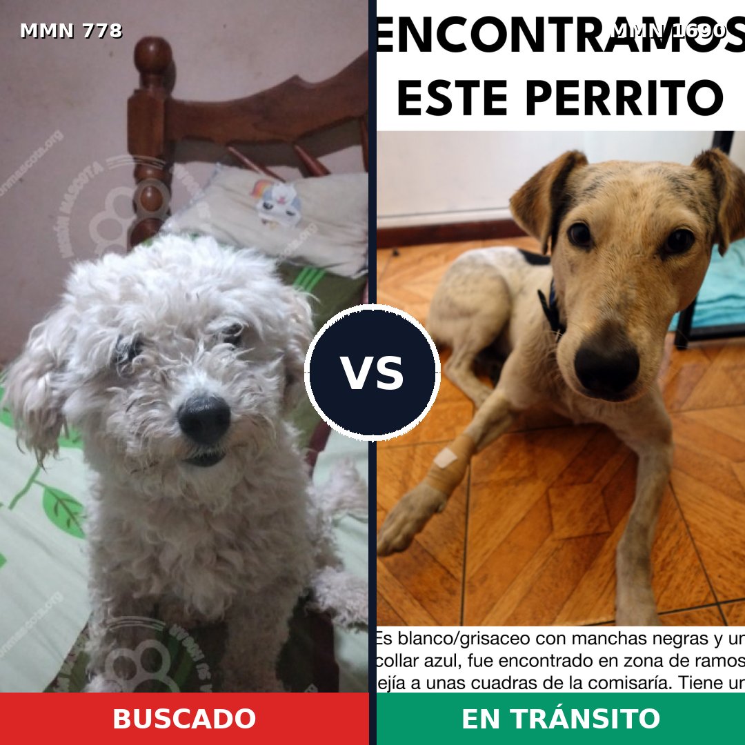 Comparativa MMS 36794: mascota perdida y mascota encontrada, 34% de similitud