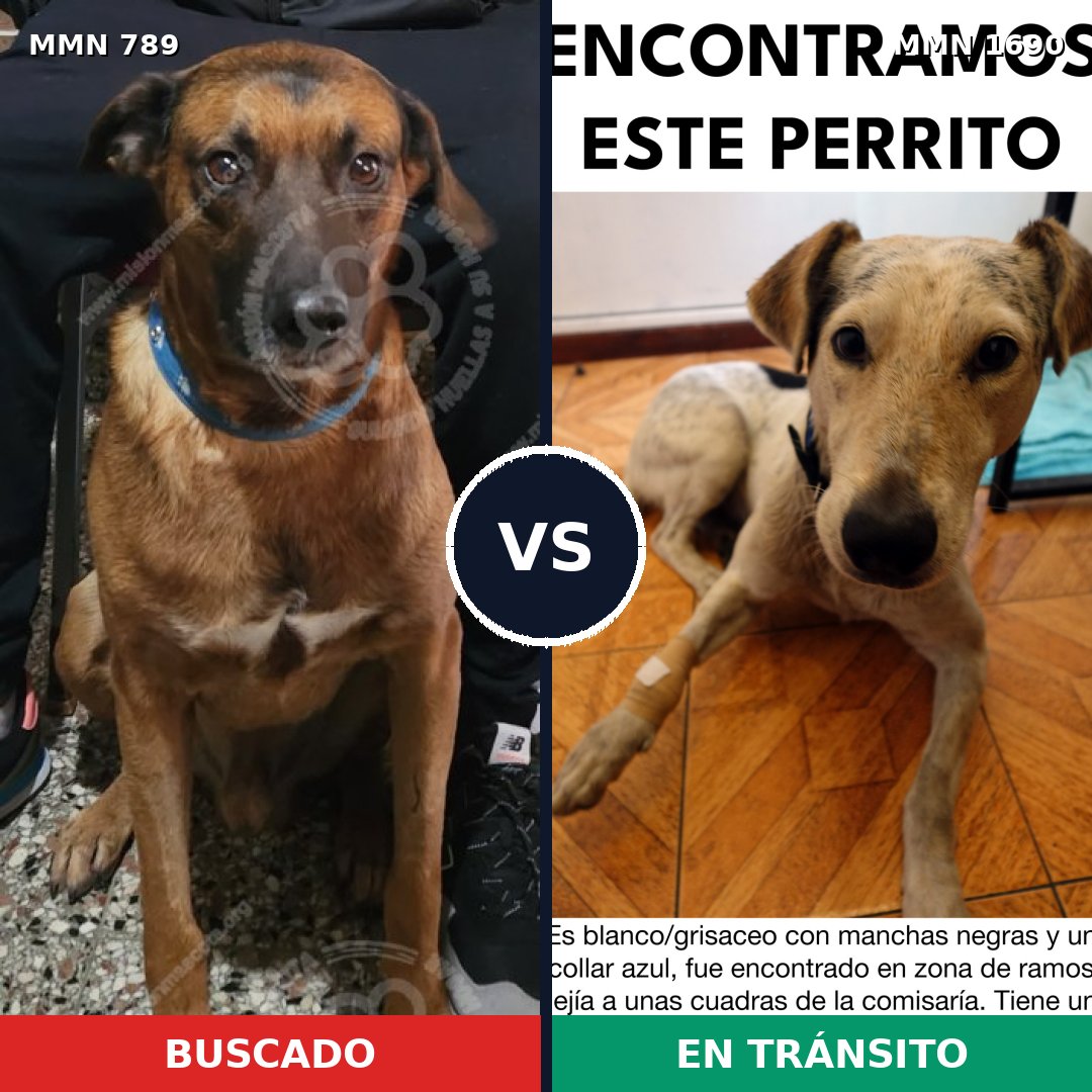 Comparativa MMS 36796: mascota perdida y mascota encontrada, 75% de similitud