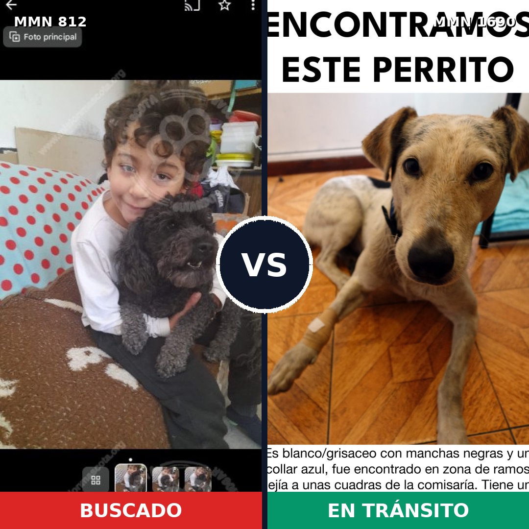 Comparativa MMS 36798: mascota perdida y mascota encontrada, 27% de similitud