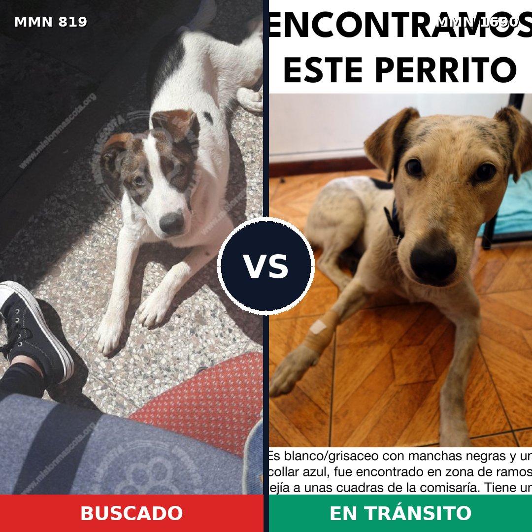 Comparativa MMS 36799: mascota perdida y mascota encontrada, 73% de similitud