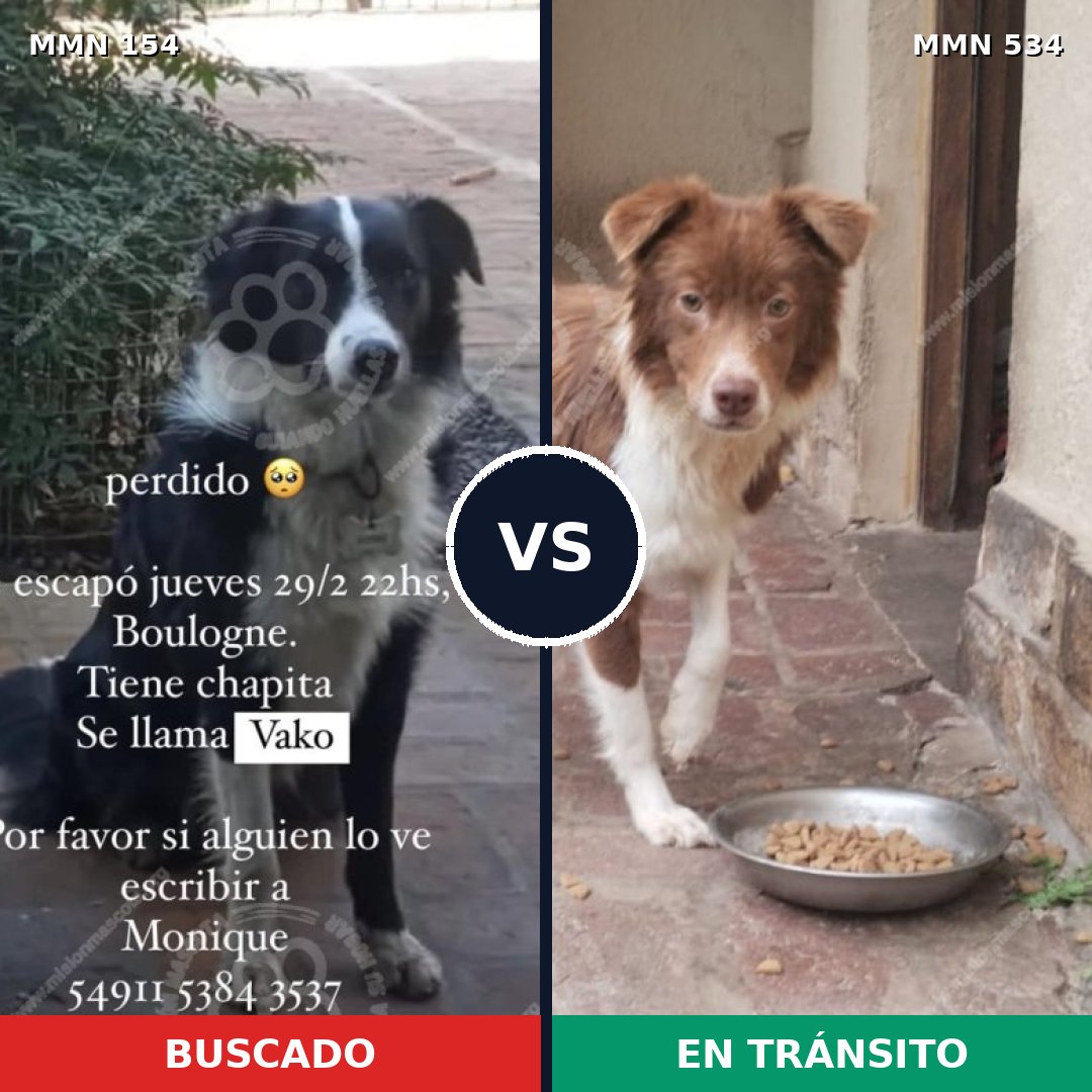 Comparativa MMS 3680: mascota perdida y mascota encontrada, 47% de similitud