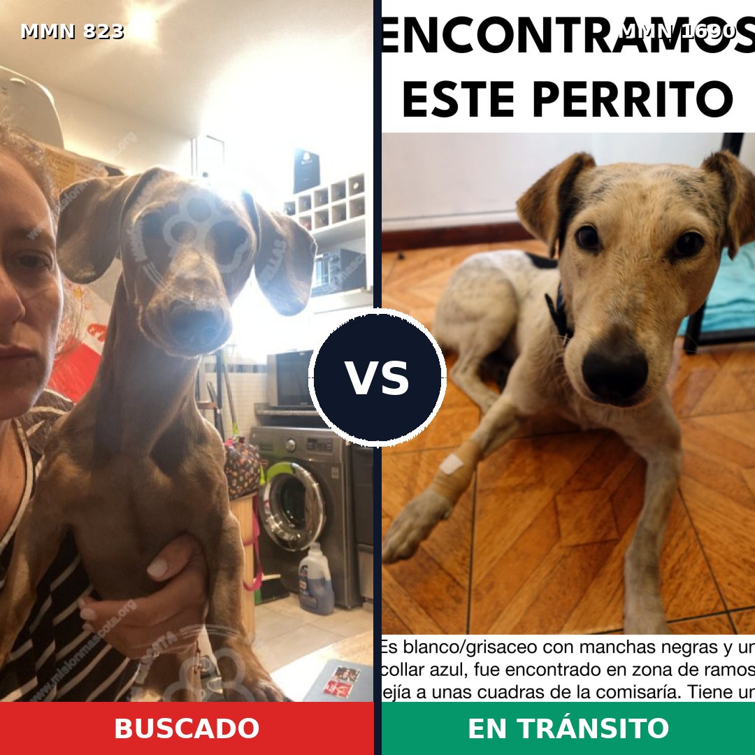 Comparativa MMS 36800: mascota perdida y mascota encontrada, 27% de similitud