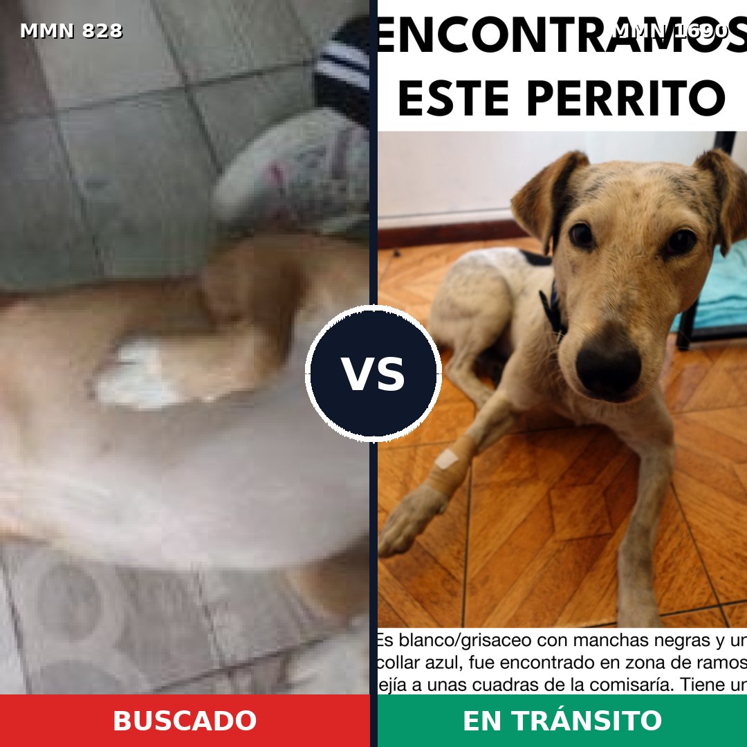 Comparativa MMS 36801: mascota perdida y mascota encontrada, 68% de similitud
