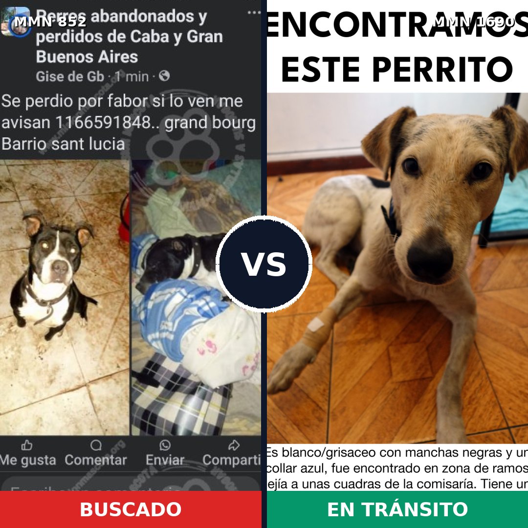 Comparativa MMS 36803: mascota perdida y mascota encontrada, 54% de similitud