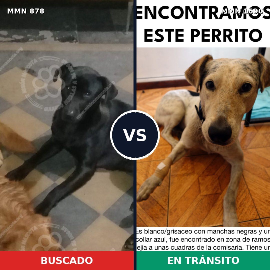 Comparativa MMS 36804: mascota perdida y mascota encontrada, 42% de similitud