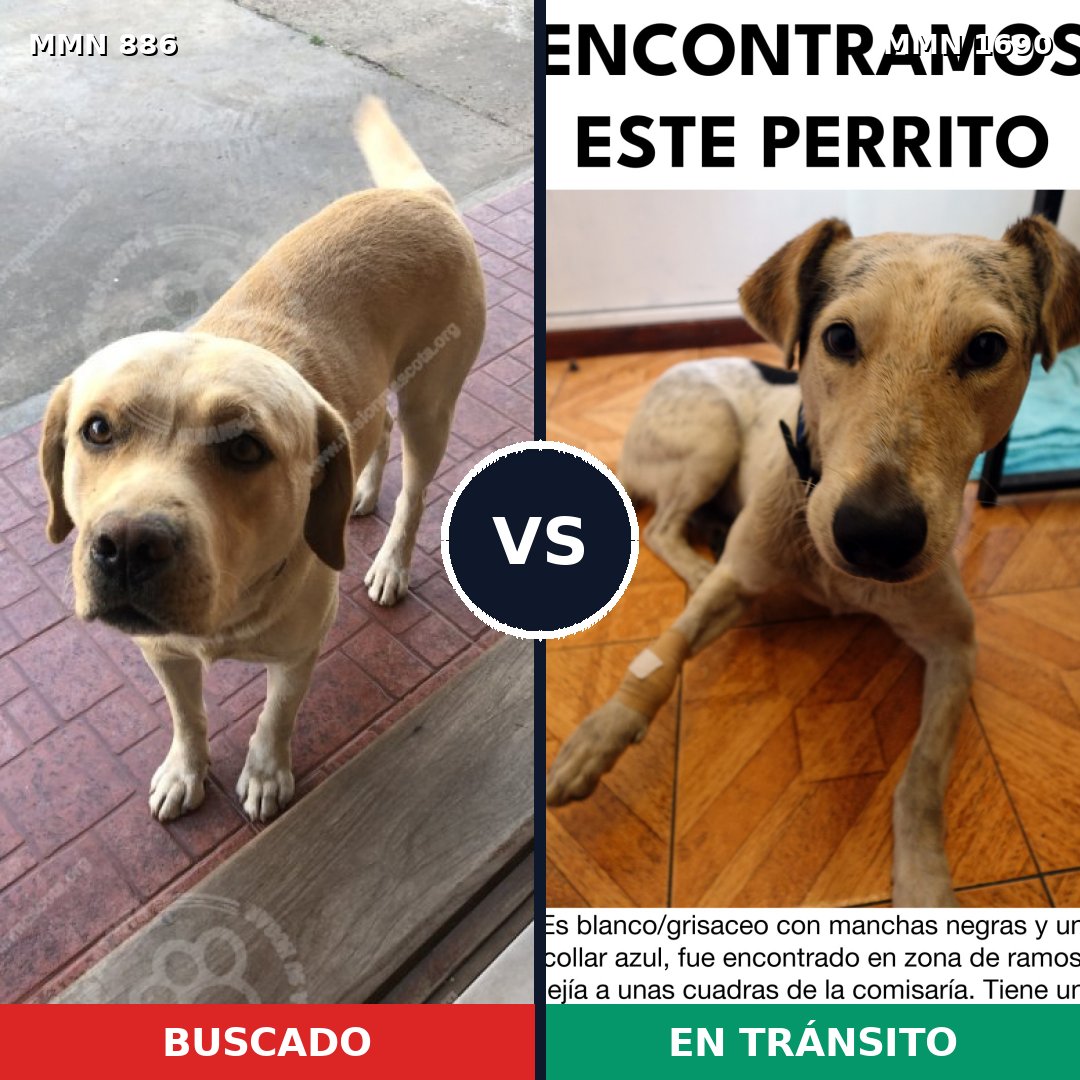 Comparativa MMS 36805: mascota perdida y mascota encontrada, 35% de similitud