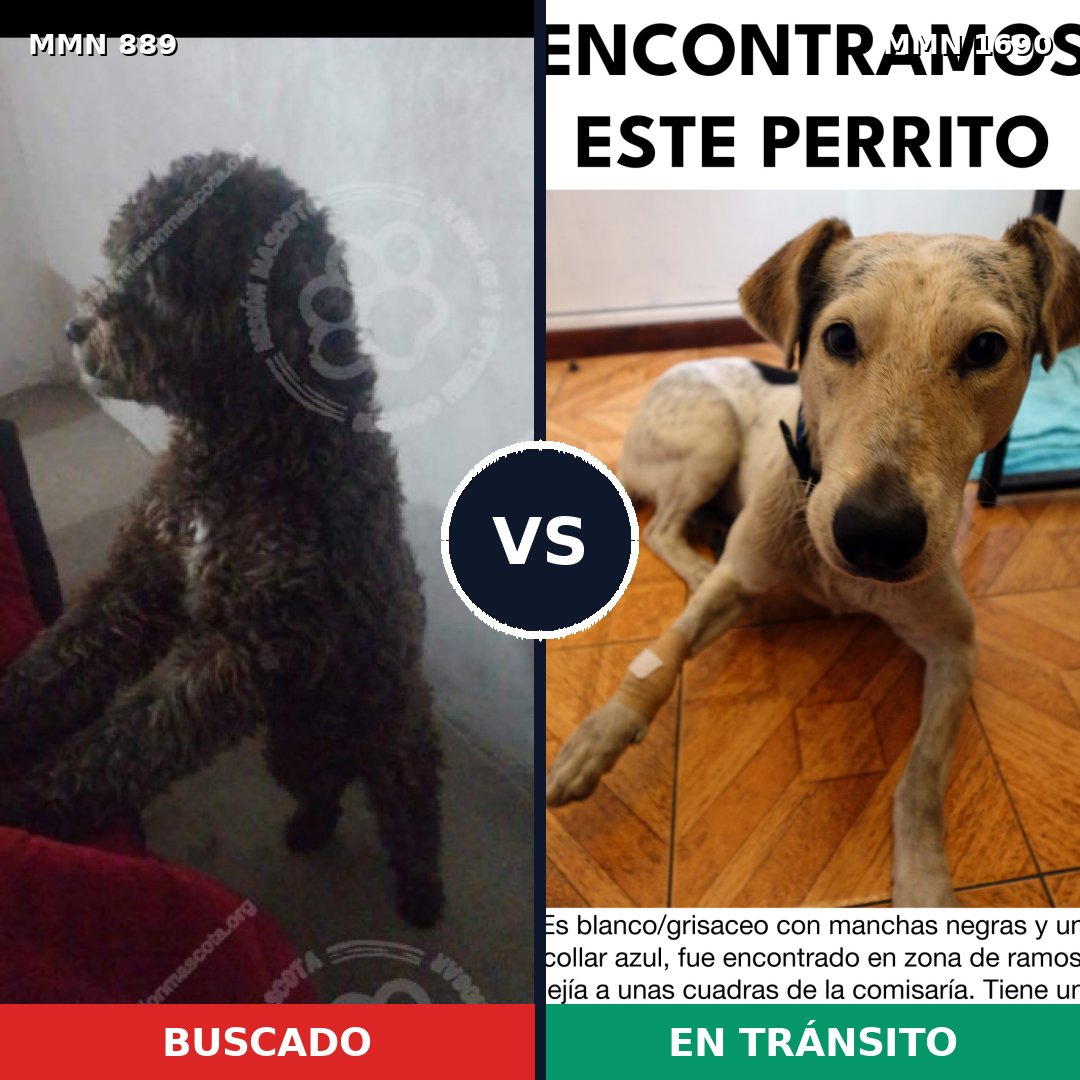 Comparativa MMS 36806: mascota perdida y mascota encontrada, 36% de similitud