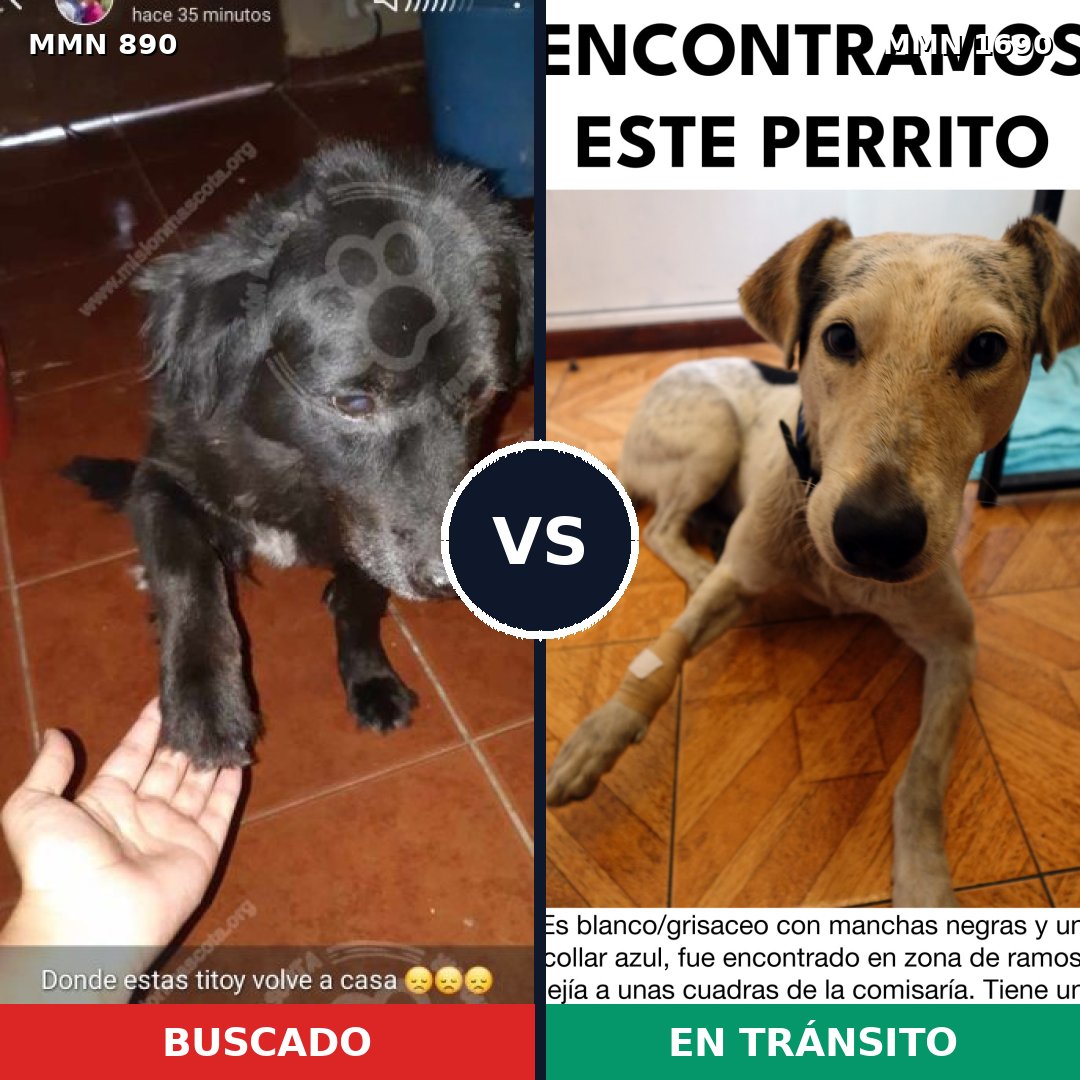 Comparativa MMS 36807: mascota perdida y mascota encontrada, 33% de similitud