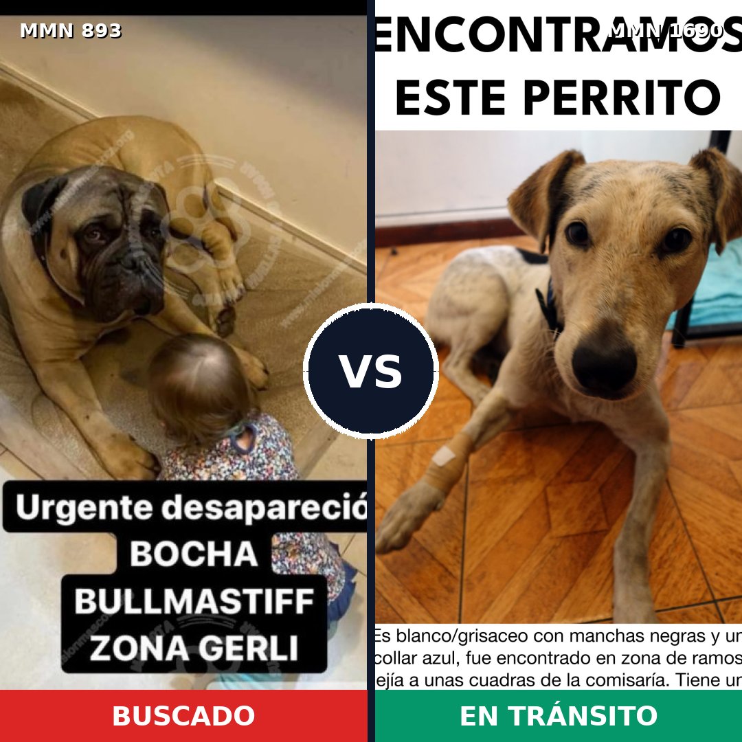 Comparativa MMS 36808: mascota perdida y mascota encontrada, 42% de similitud