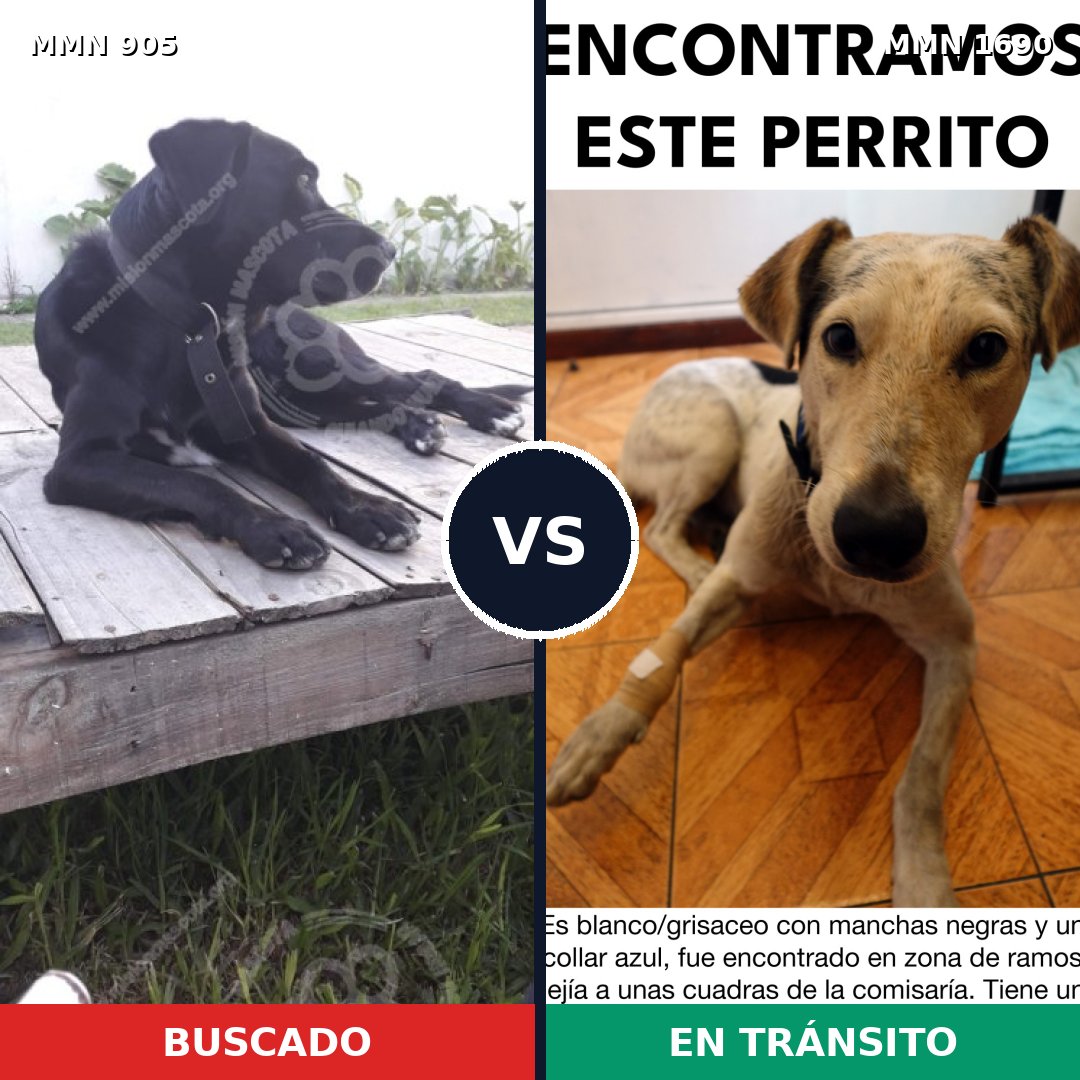 Comparativa MMS 36809: mascota perdida y mascota encontrada, 69% de similitud