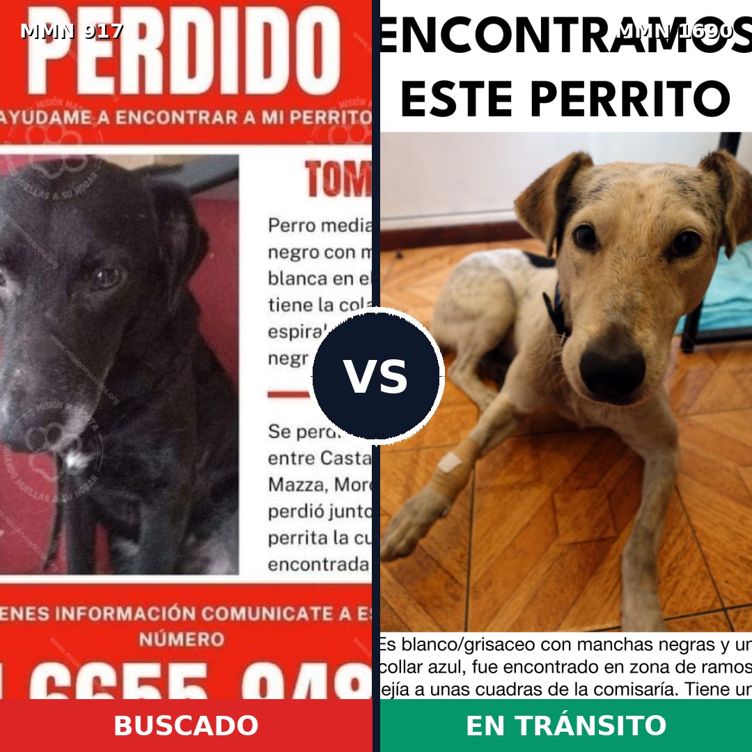 Comparativa MMS 36810: mascota perdida y mascota encontrada, 44% de similitud