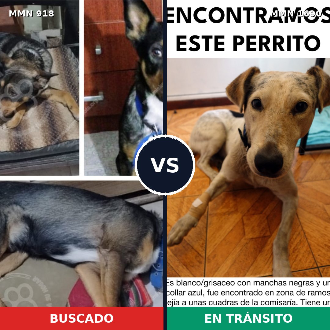 Comparativa MMS 36811: mascota perdida y mascota encontrada, 41% de similitud