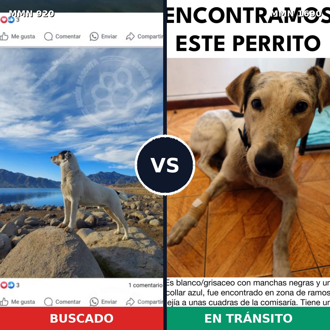 Comparativa MMS 36813: mascota perdida y mascota encontrada, 41% de similitud